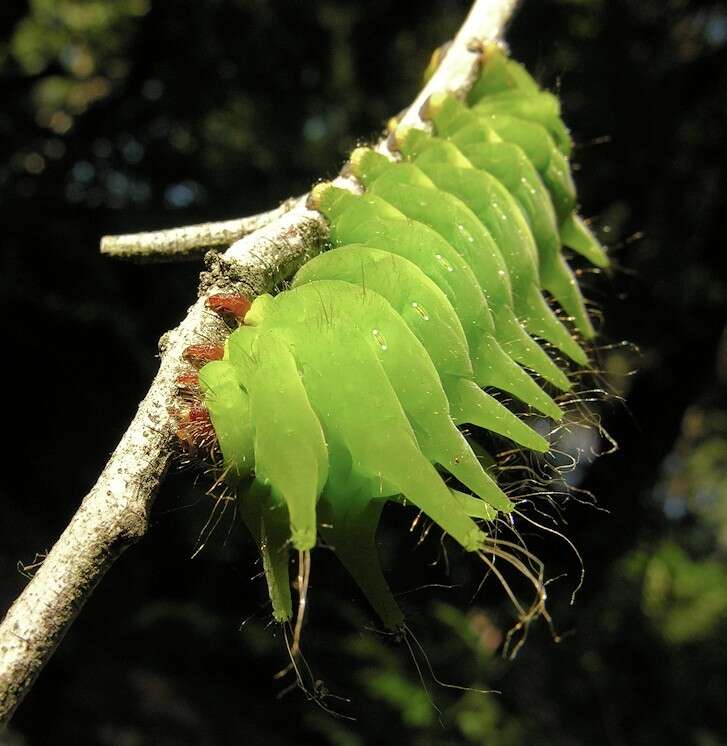 Image of African Luna Moth