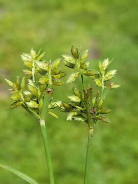 Image of Peduncled Spike Sedge