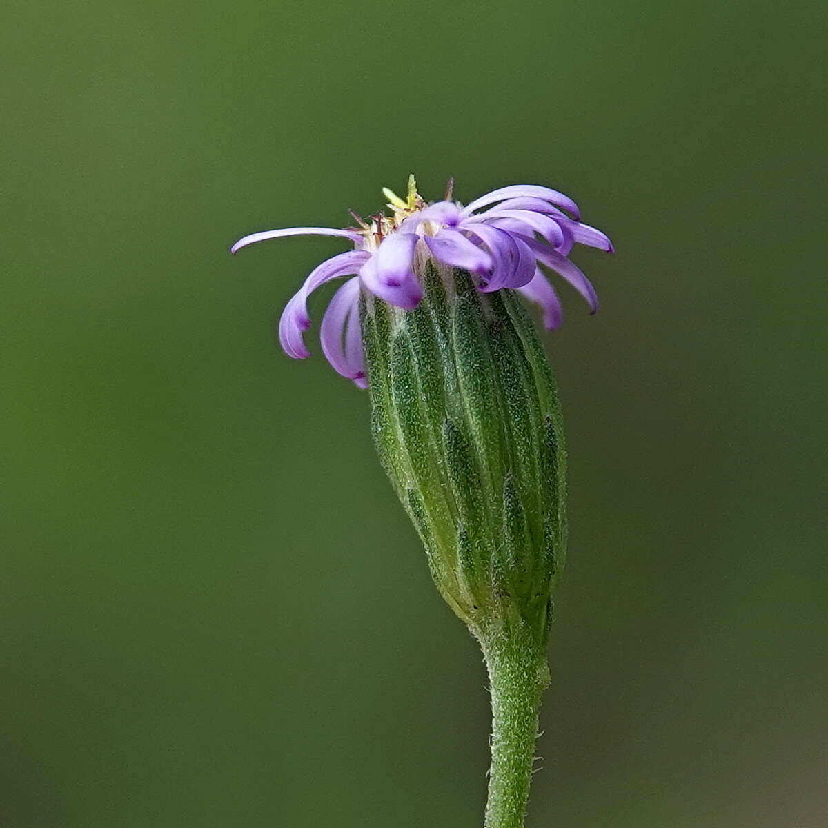 Imagem de Vittadinia muelleri N. T. Burbidge