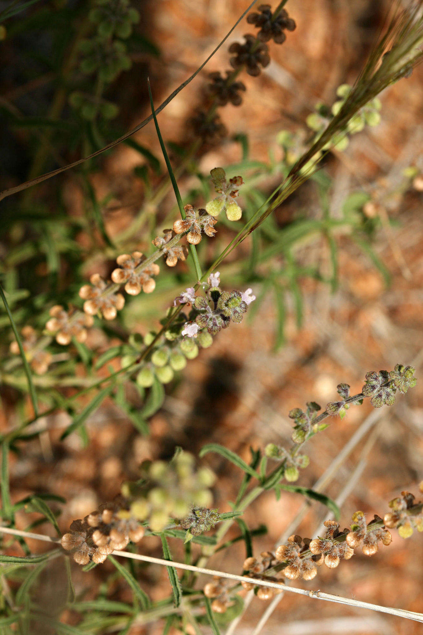 Imagem de Ocimum americanum var. americanum