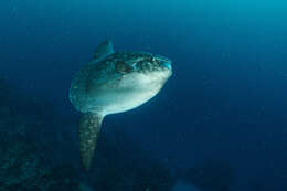 Image of Bumphead sunfish