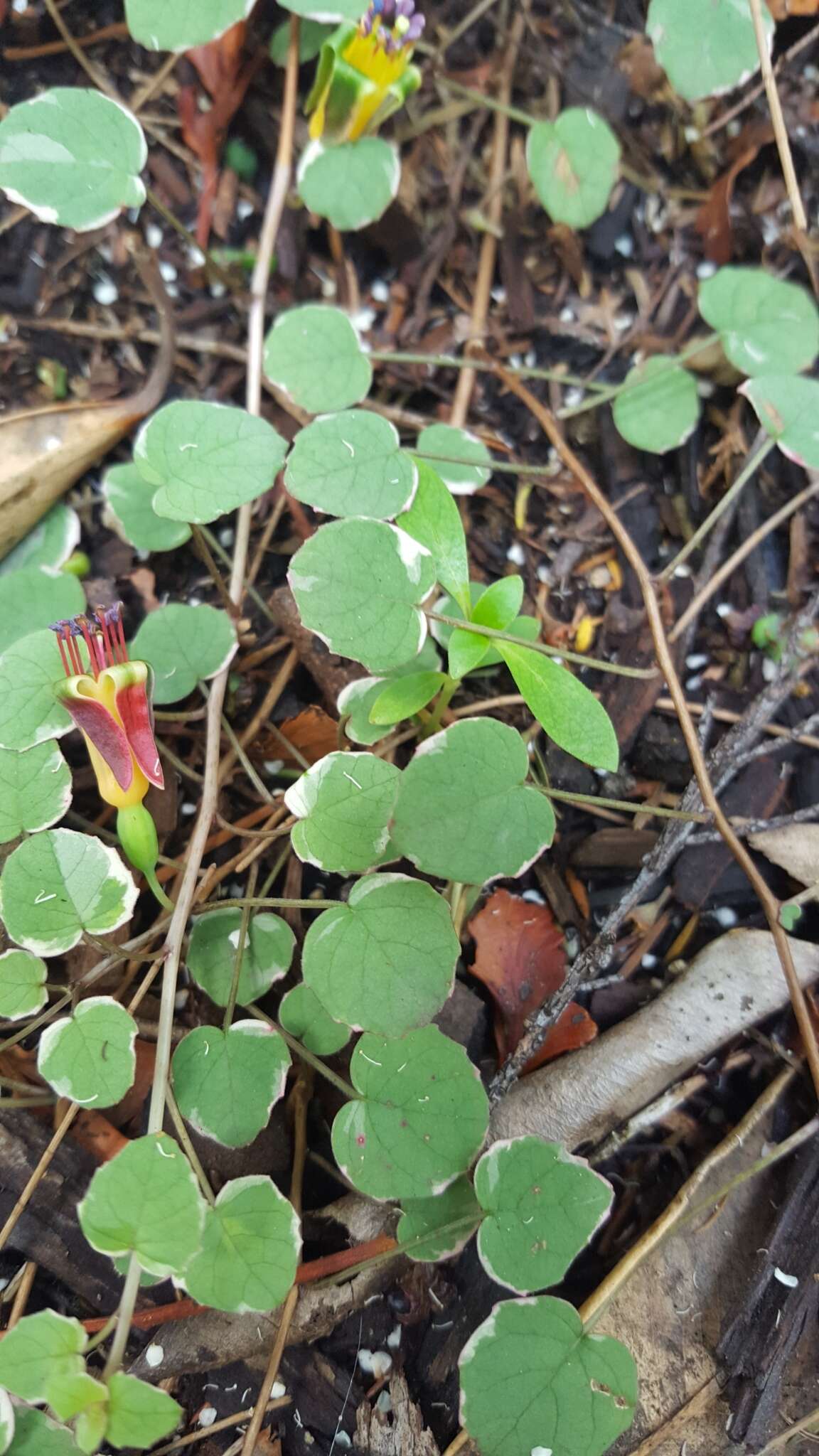 Image of creeping fuchsia