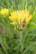 Image of <i>Leobordea corymbosa</i>