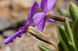 Image of alpine primrose