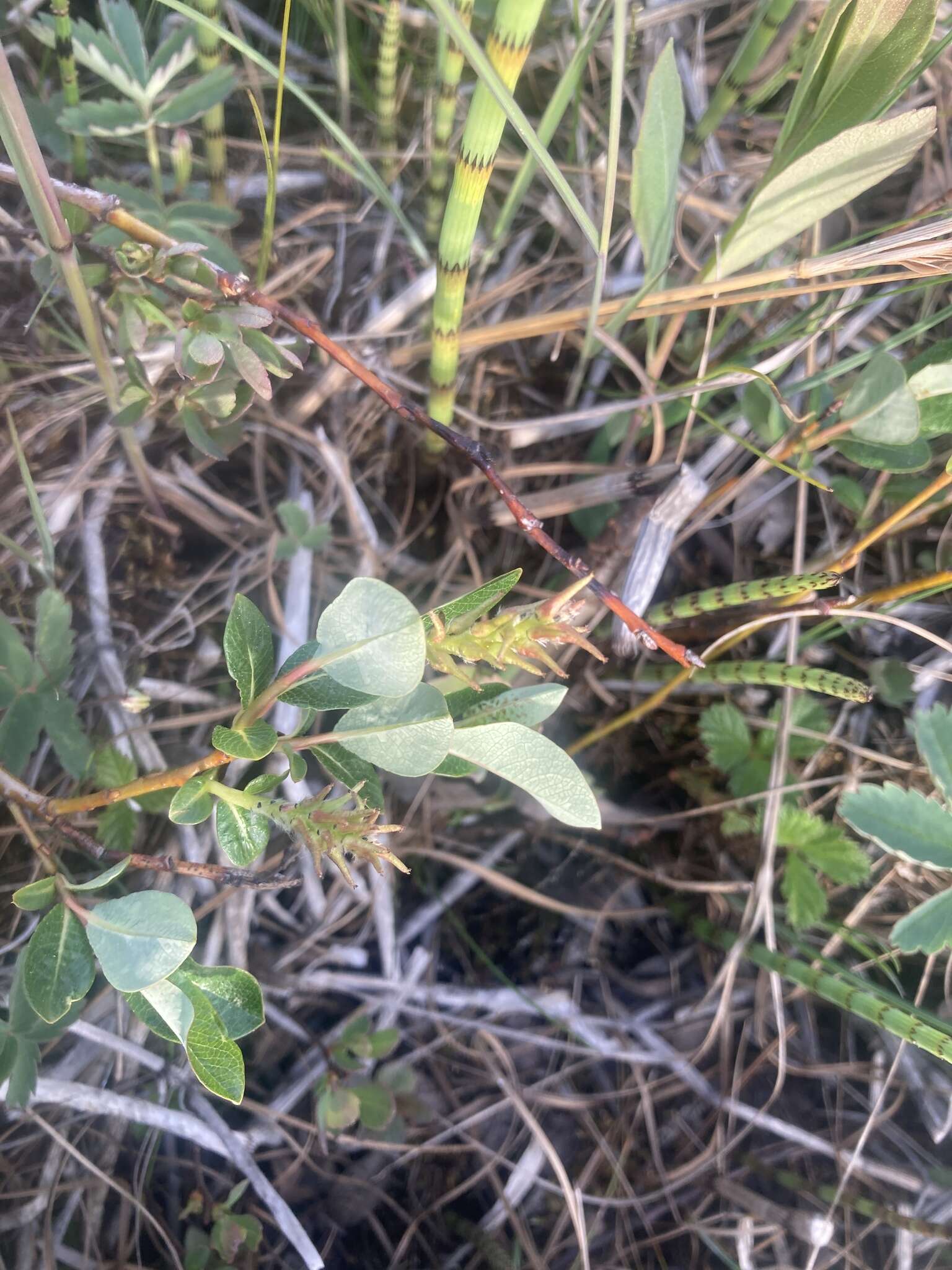 Image of Alaska bog willow