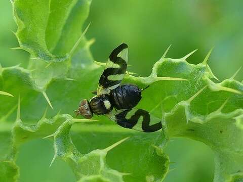 Image of Urophora cardui (Linnaeus 1758)