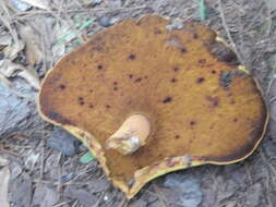 Image of Buchwaldoboletus hemichrysus (Berk. & M. A. Curtis) Pilát 1969