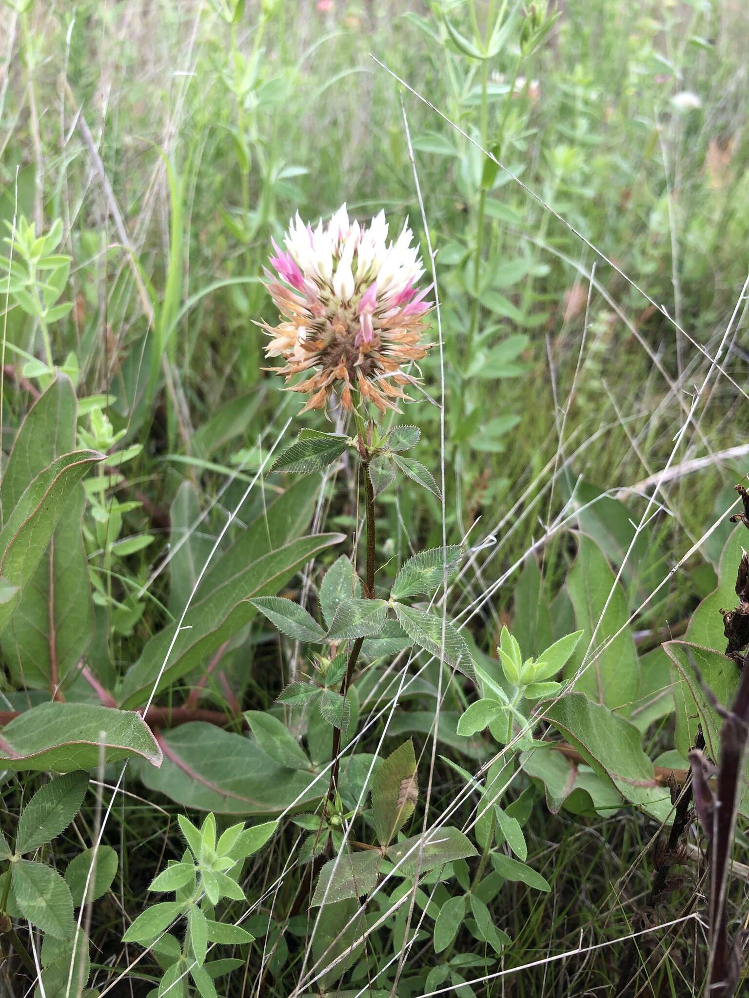 Image of arrowleaf clover