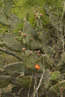 Image of Opuntia quimilo K. Schum.