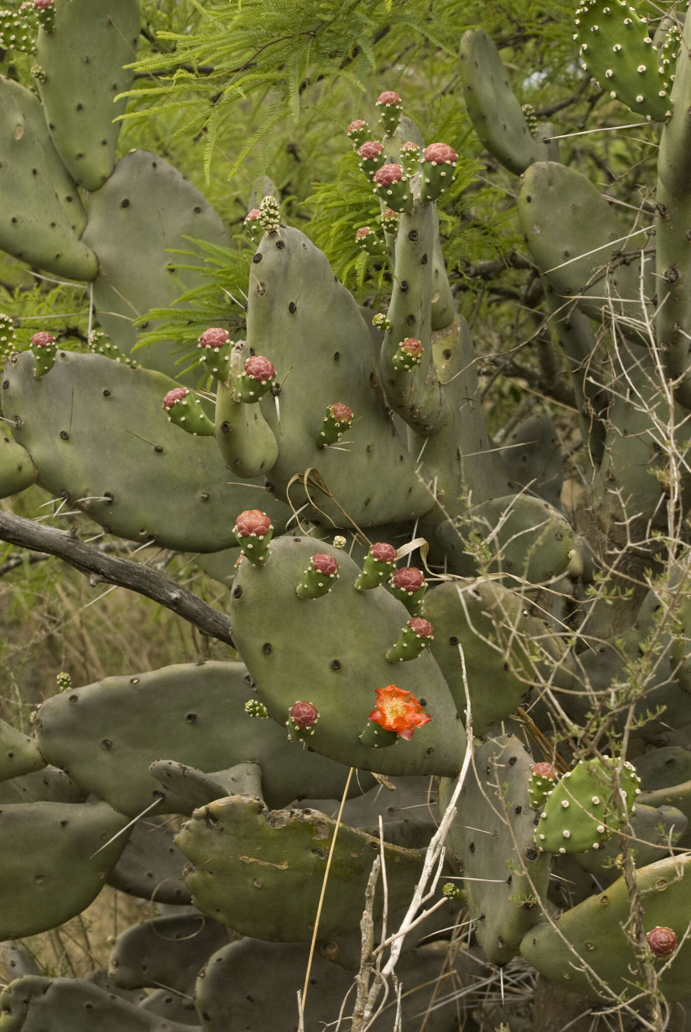 Imagem de Opuntia quimilo K. Schum.