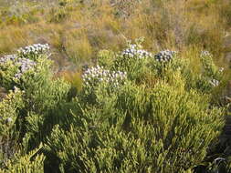 Image of Brunia noduliflora P Goldblatt & J. C. Manning