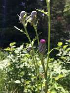 Imagem de Cirsium muticum Michx.