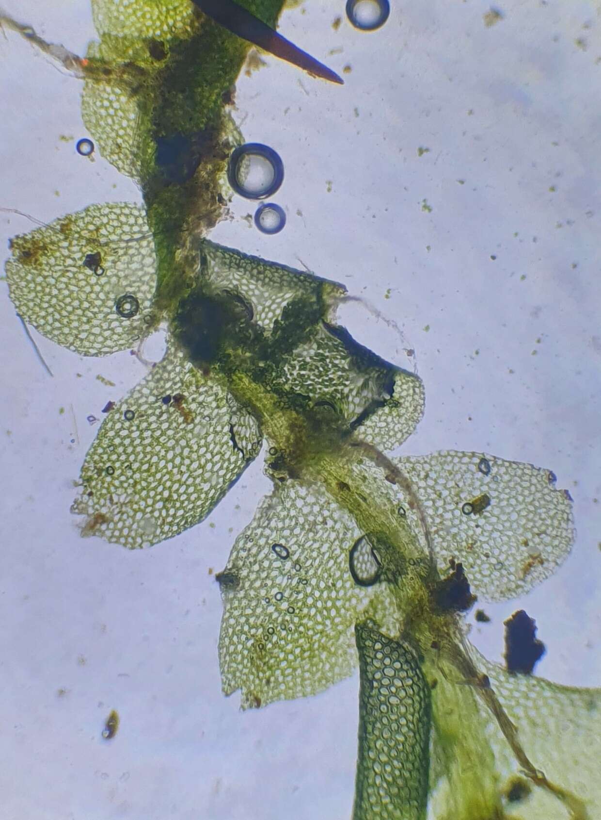 Image of Calypogeia fissa (L.) Raddi