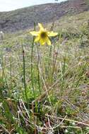 Image of nodding arnica