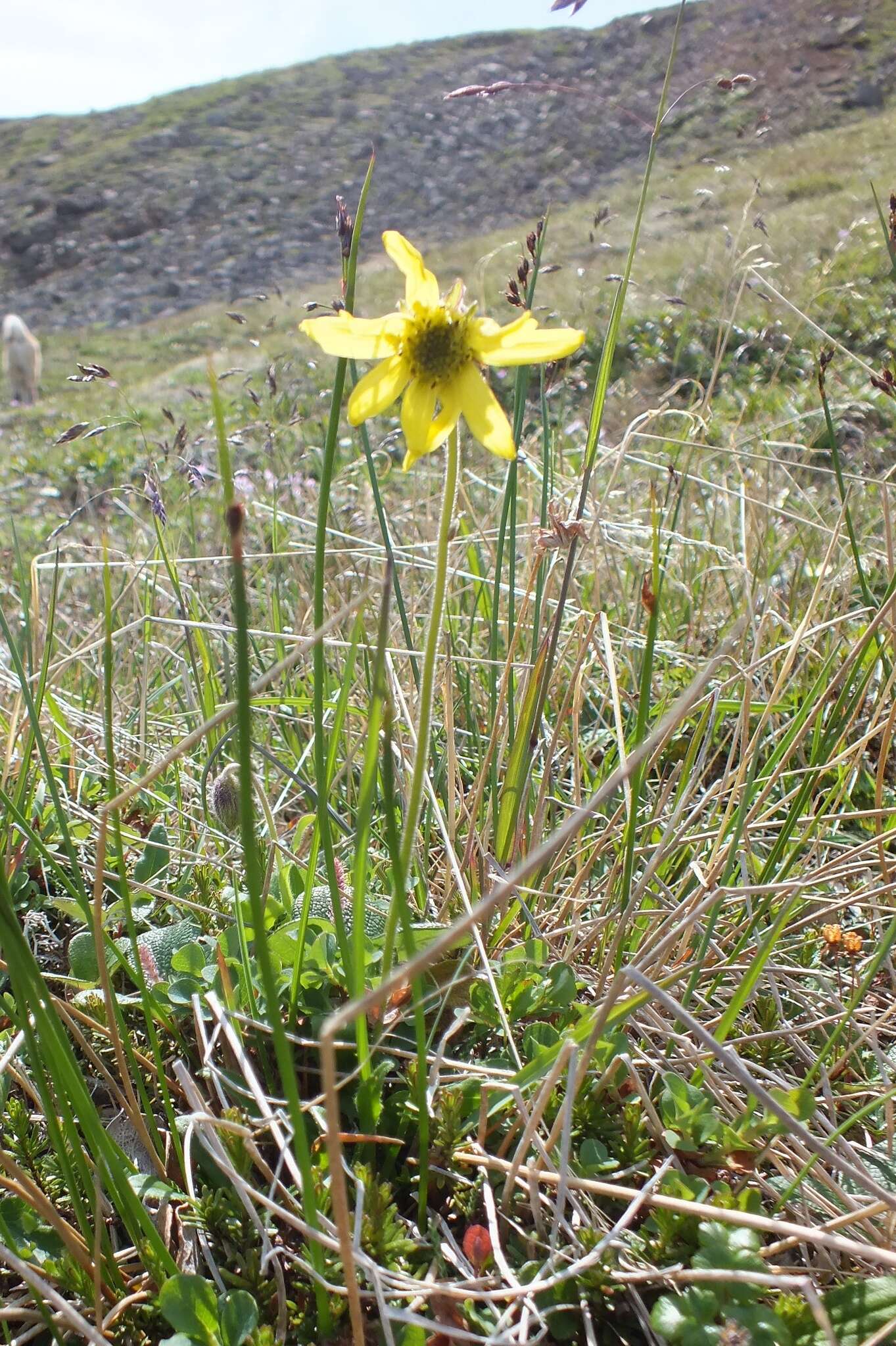 Image of nodding arnica