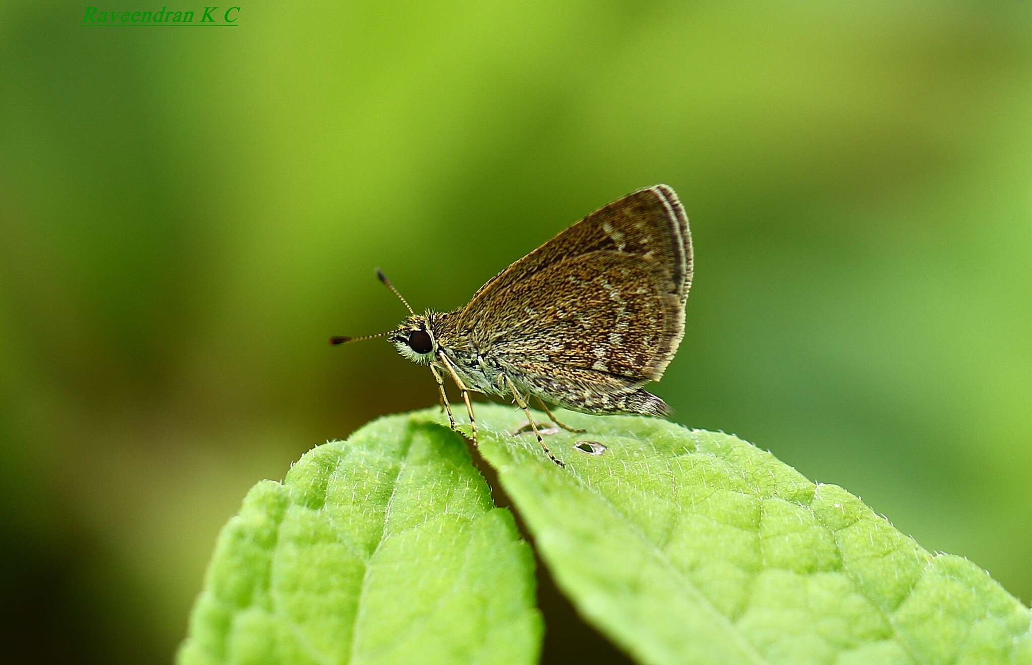 Aeromachus pygmaeus Fabricius 1775 resmi