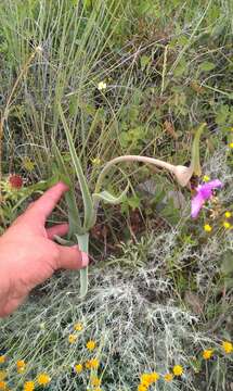 Image of Tradescantia hirta D. R. Hunt