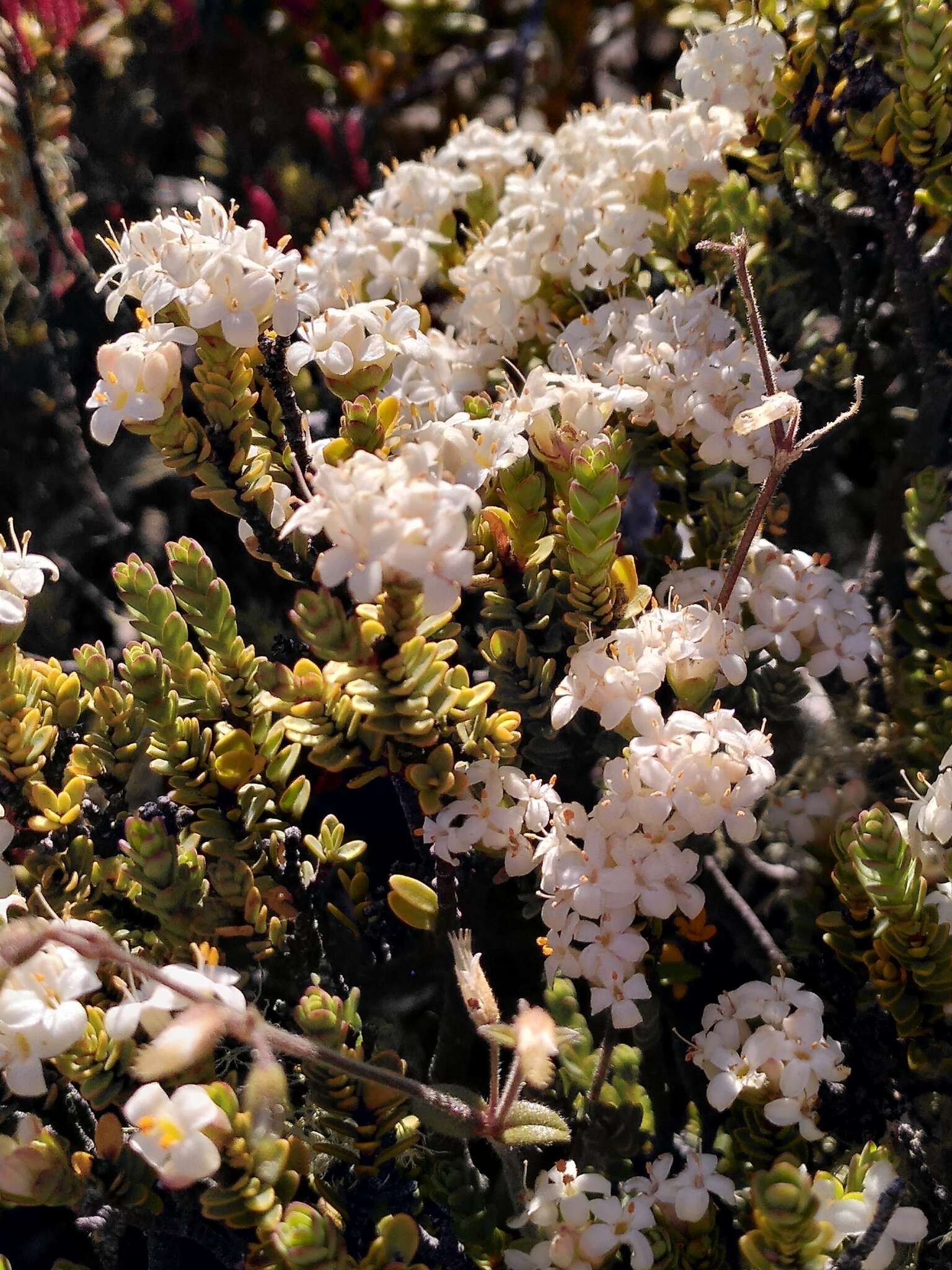 Image of Pimelea traversii Hook. fil.