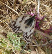 Imagem de Melanargia titea Klug 1832