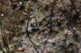 Image of Utricularia minutissima Vahl