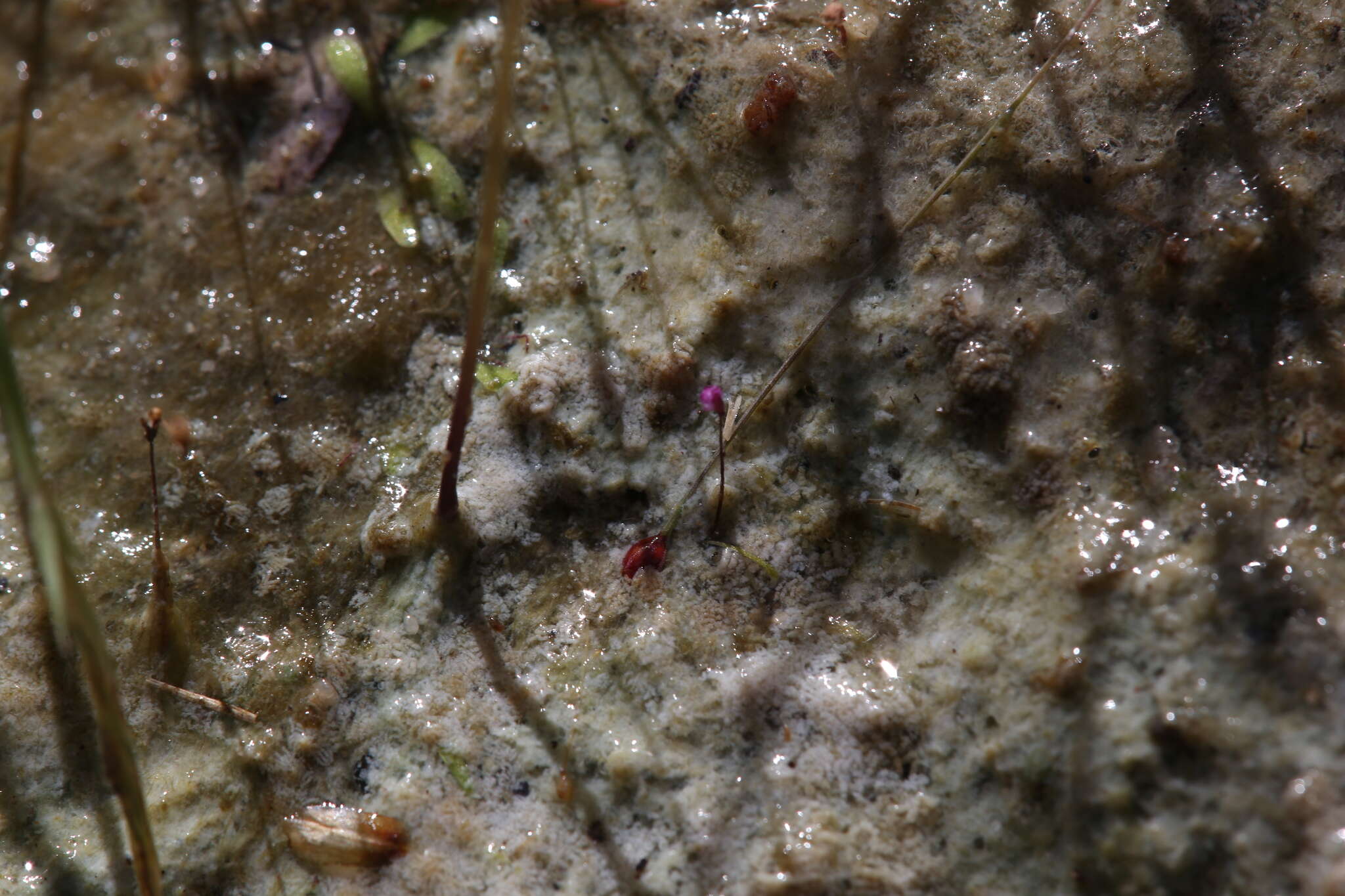 Image de Utricularia minutissima Vahl