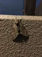 Image of Gray hawk moth