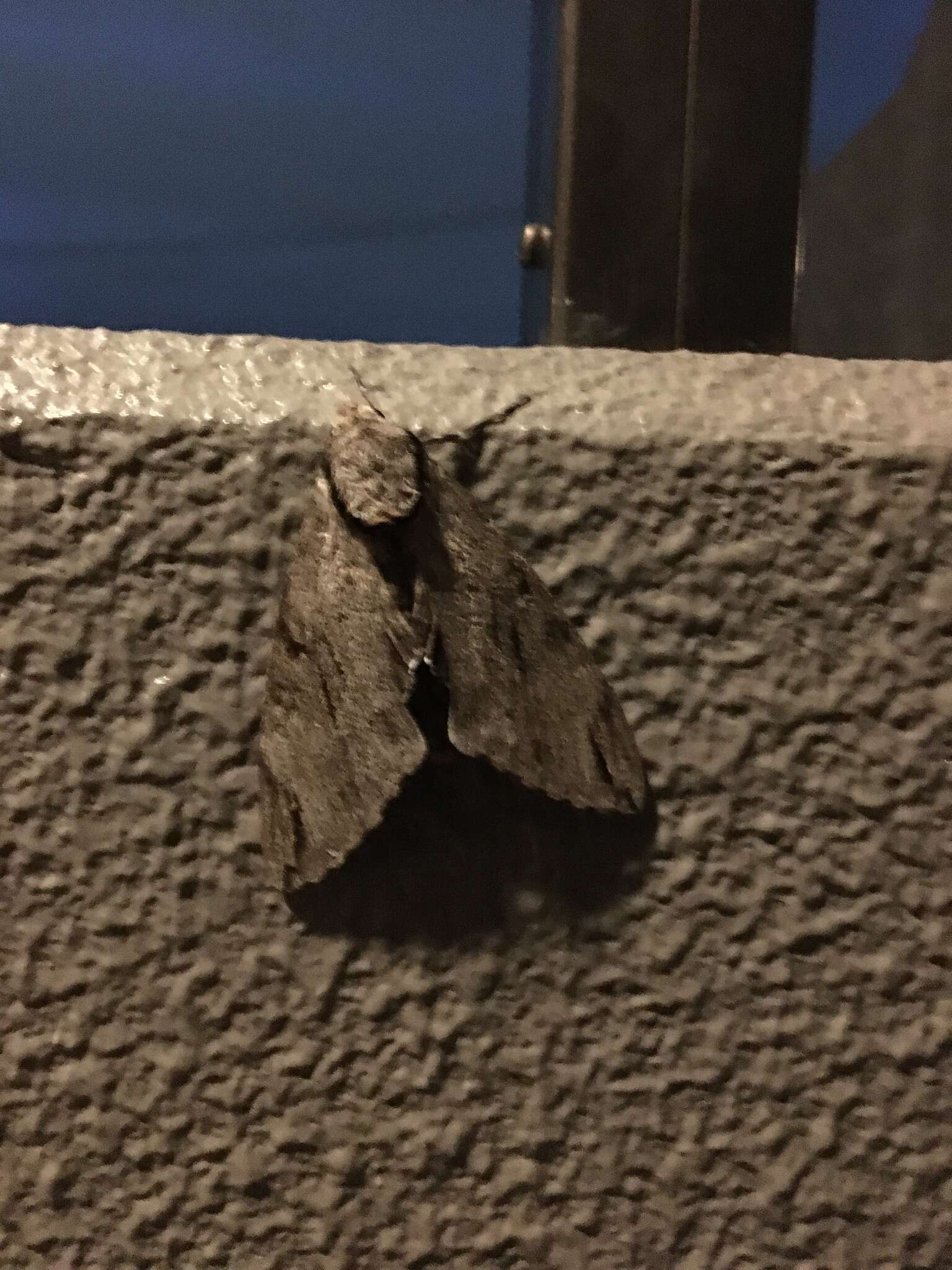 Image of Gray hawk moth