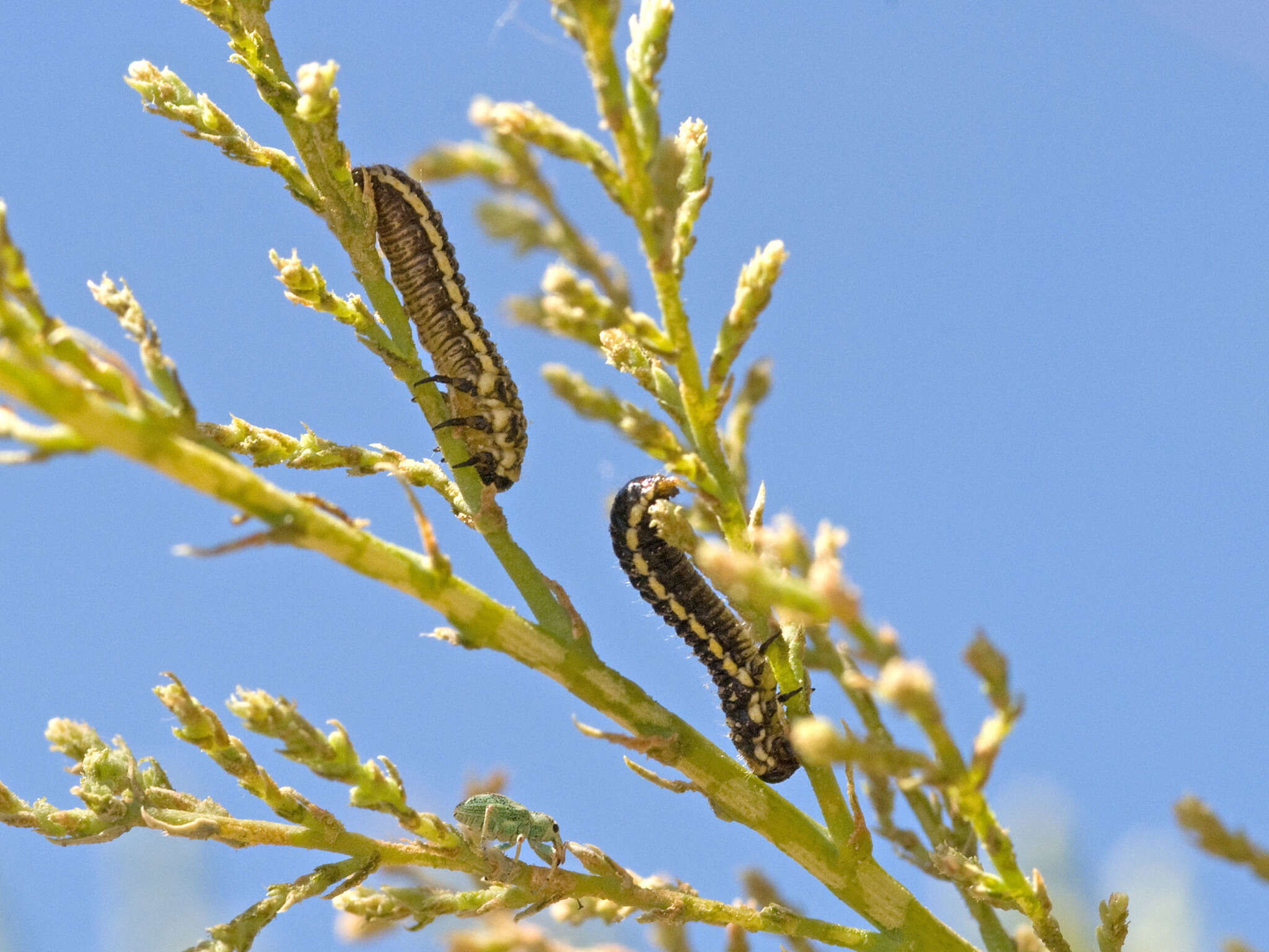 Image of Tamarisk leaf beetle