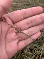 Image of Polygonum aviculare subsp. aviculare