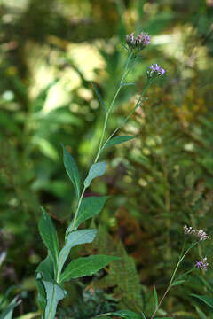 Image of Saussurea neoserrata Nakai