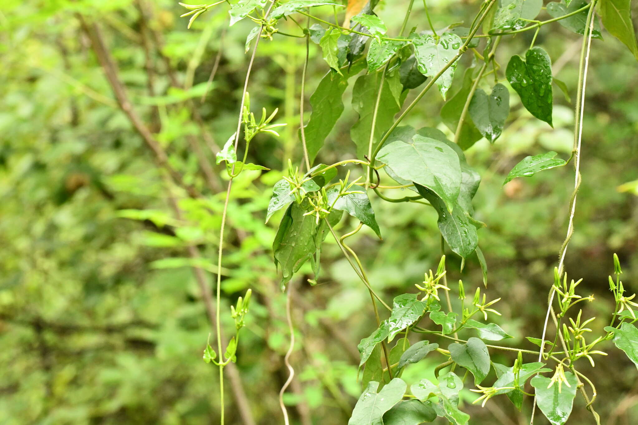 Image of Matelea calcarata (R. E. Woodson) R. E. Woodson