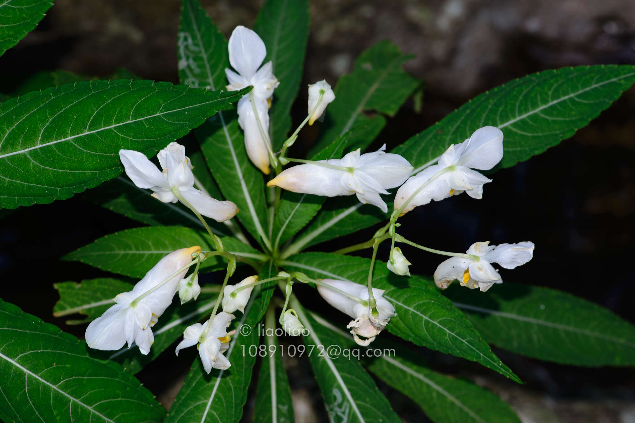 Image of Impatiens tubulosa Hemsl. ex Forb. & Hemsl.