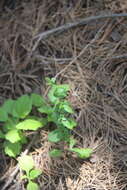 Image of Artemisia keiskeana Miq.