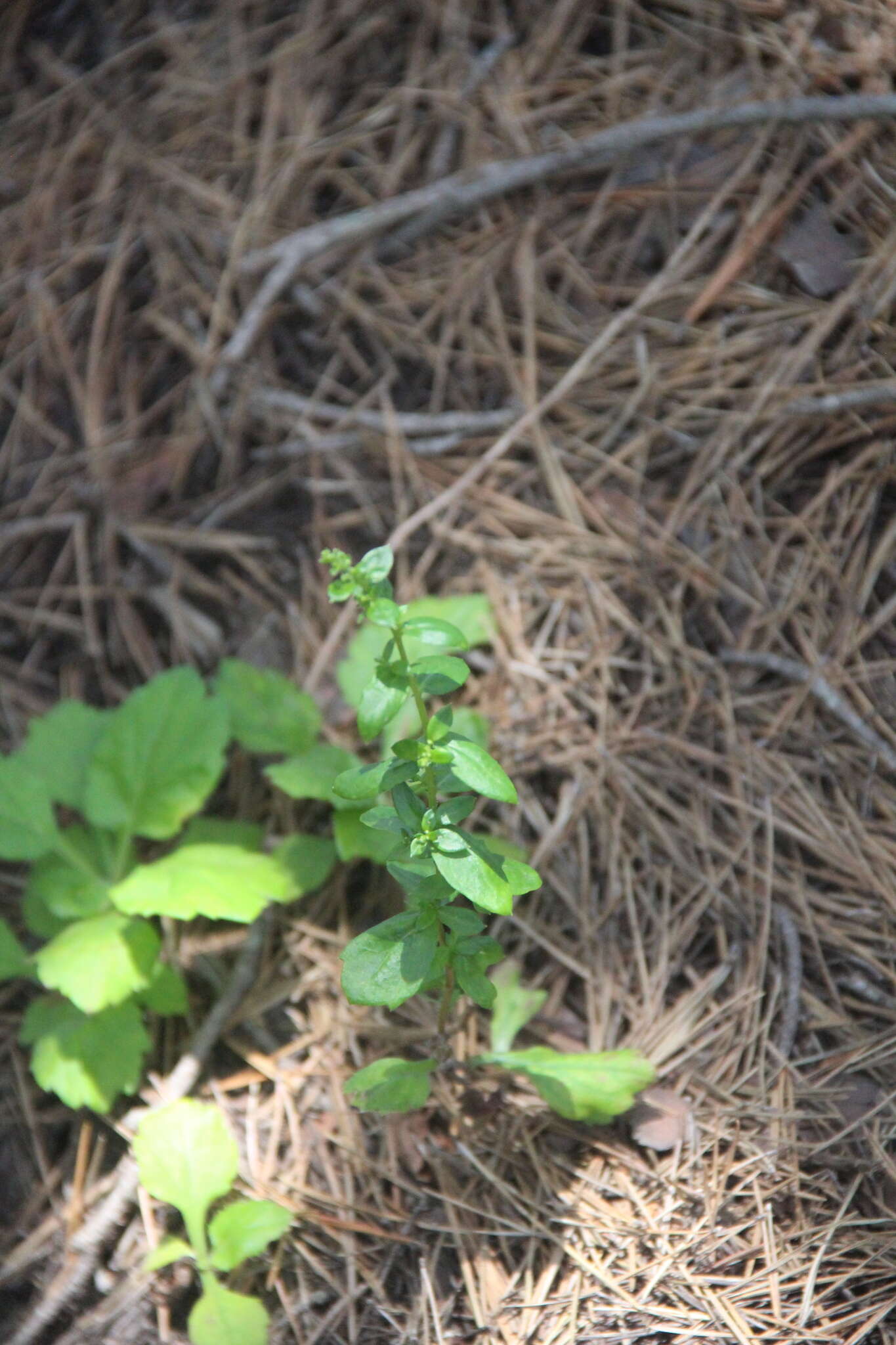 Image of Artemisia keiskeana Miq.