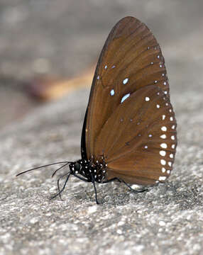 Image of Euploea sylvester harrisii Felder, C., Felder & R. 1865