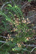 Image of Veronica formosa R. Br.