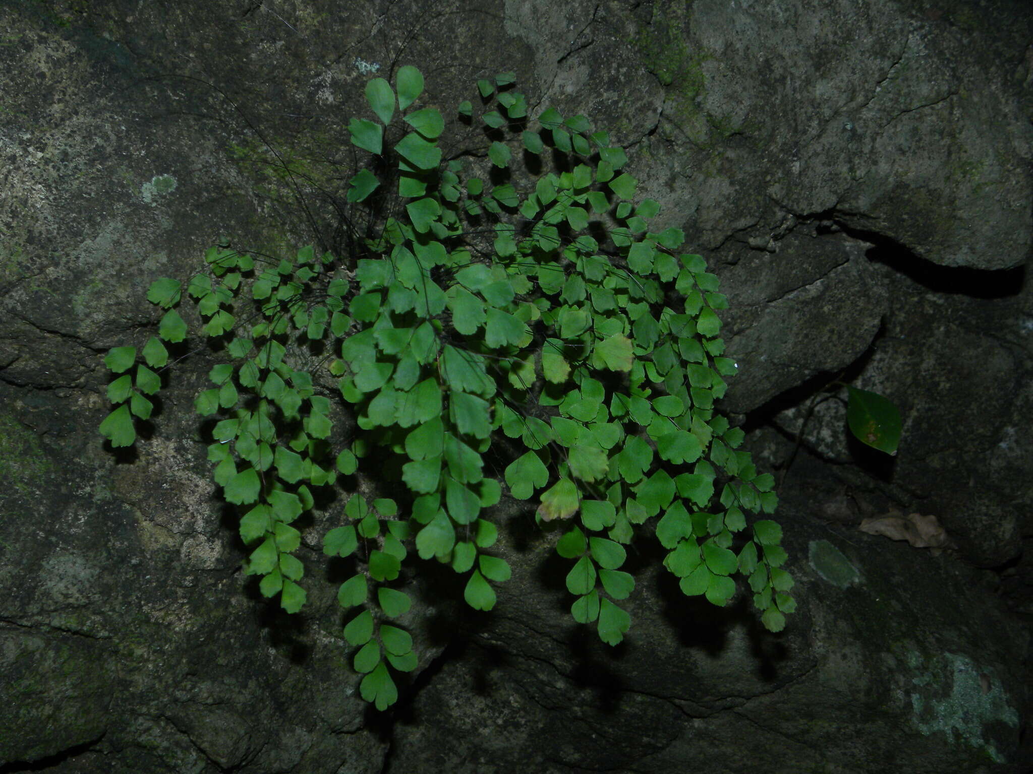 Adiantum fragile Sw.的圖片