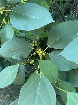 Ficus grossularioides Burm. fil.的圖片