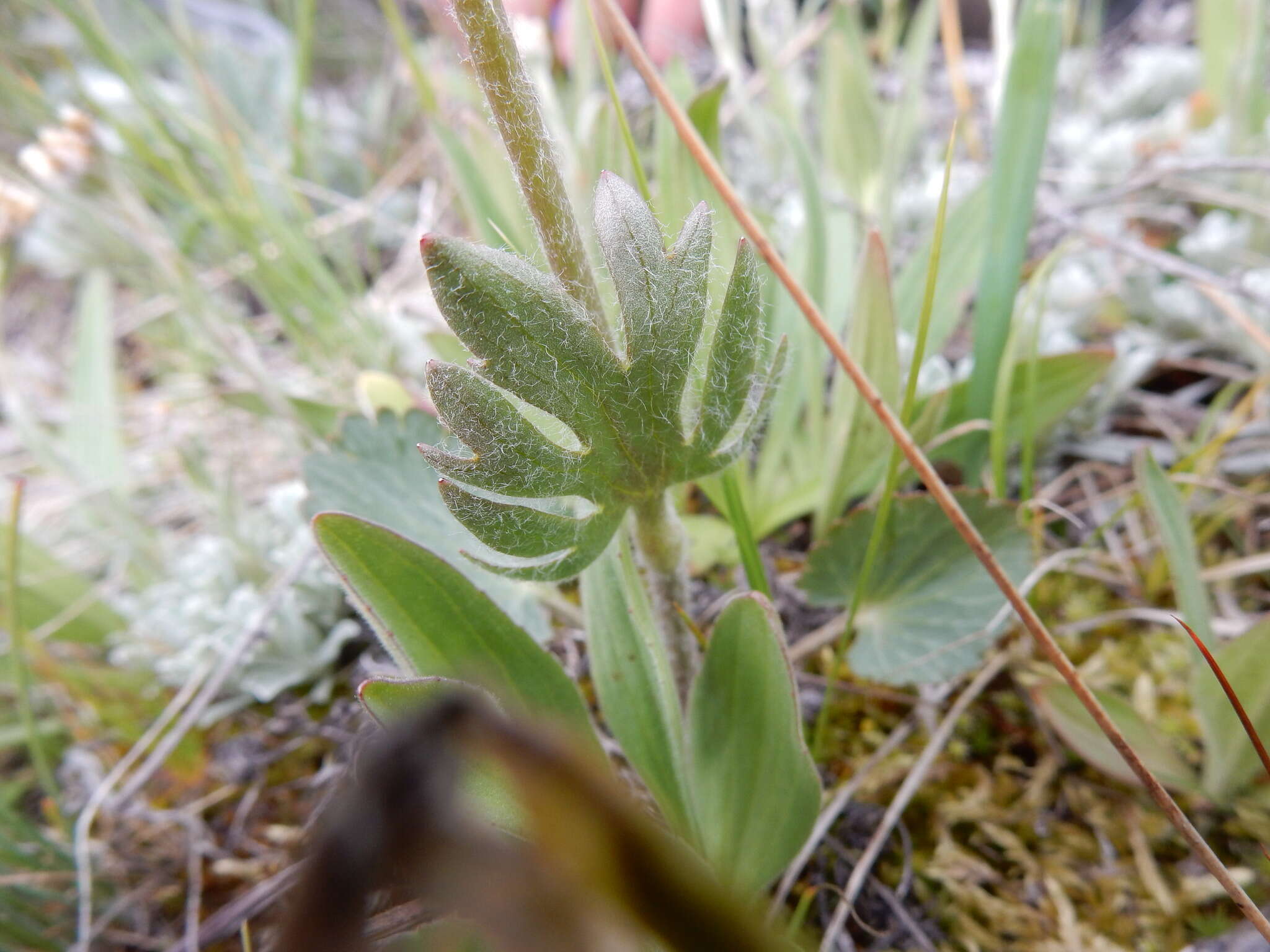 Слика од Ranunculus cardiophyllus Hook.