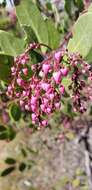 Image of Stanford's manzanita