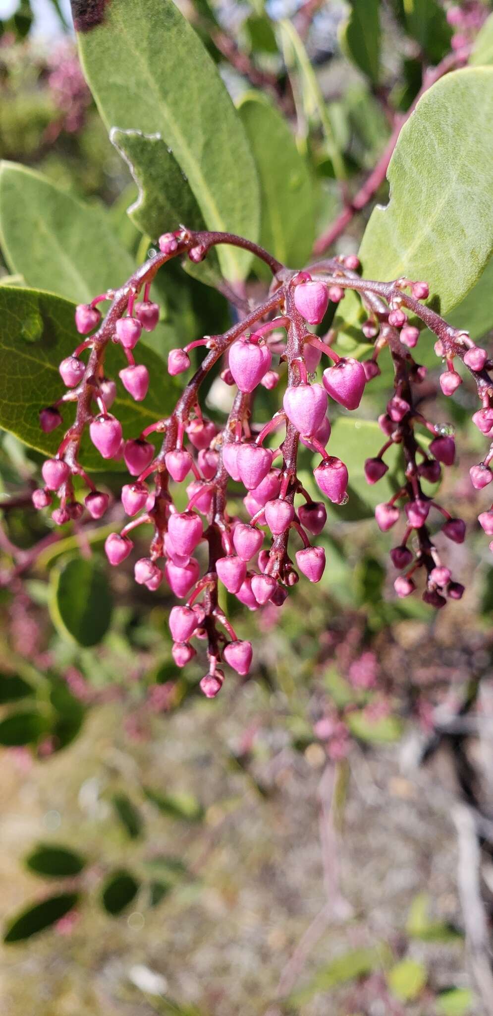 Image of Stanford's manzanita