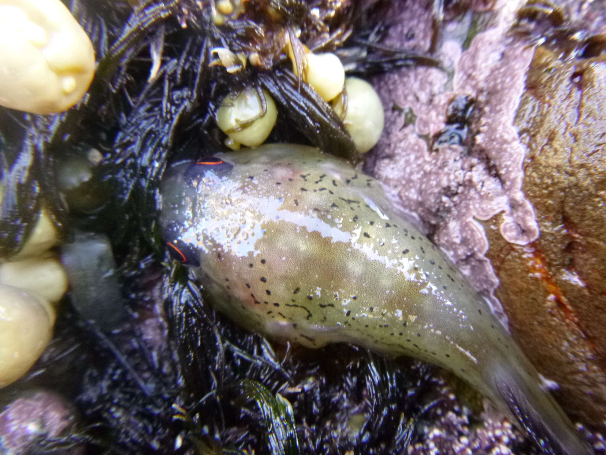 Image of Orange clingfish