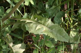 Image of Crepis vesicaria subsp. taraxacifolia (Thuill.) Thell.