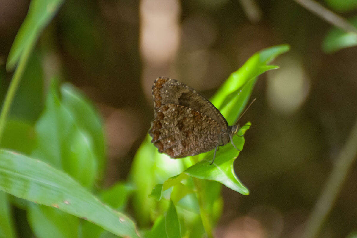 Image of Praepedaliodes phanias Hewitson 1861