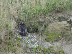 Image of Fiordland Crested Penguin