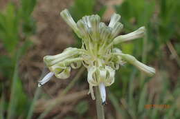 Image of Drimia sphaerocephala Baker