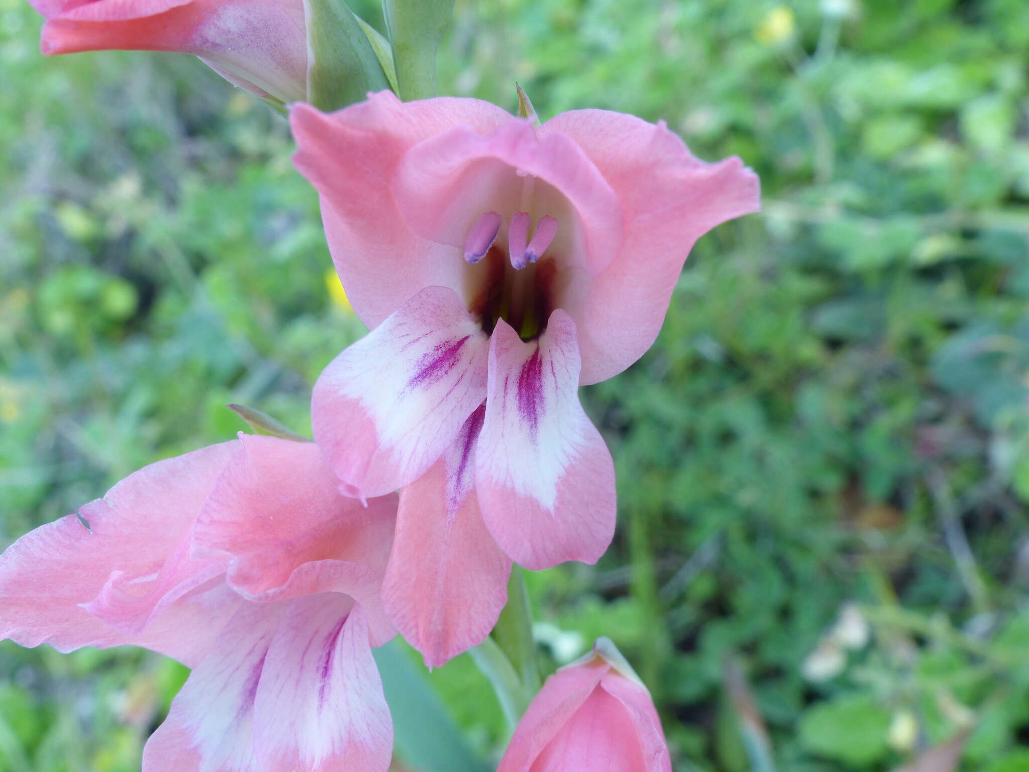 Image of Gladiolus ochroleucus Baker