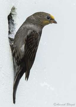 Image of Yellow-rumped Honeyguide