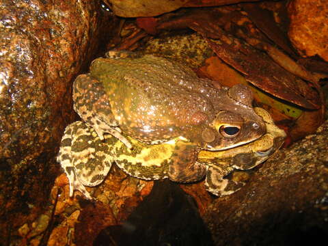 Image of Wiegmann's toad