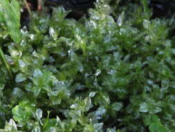 Image of elliptic plagiomnium moss